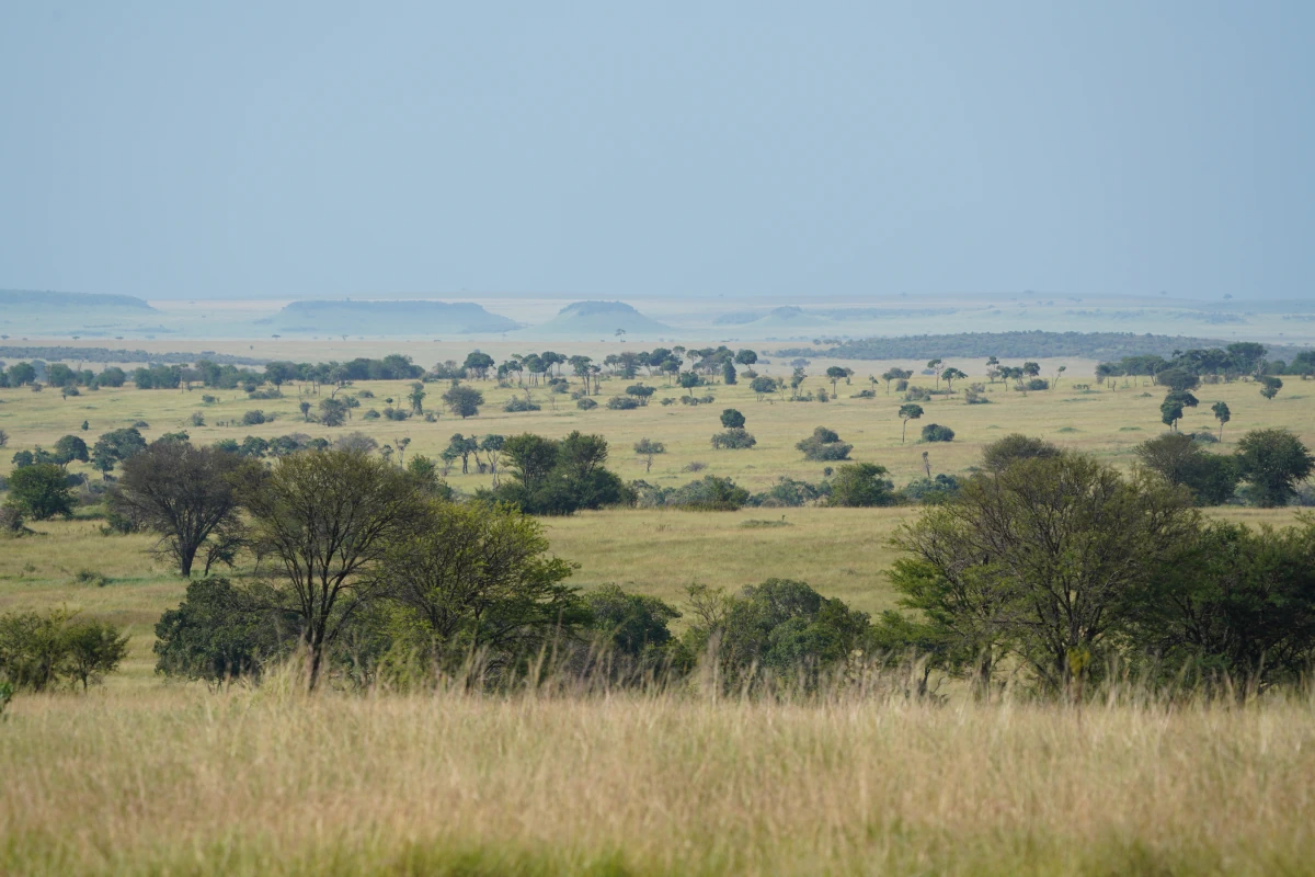 Serengeti