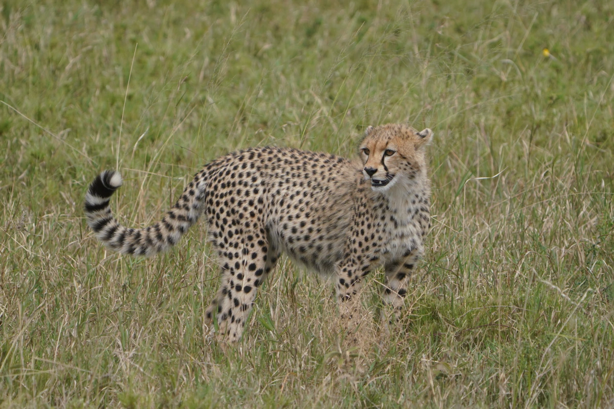 Junger Gepard in der Serengeti