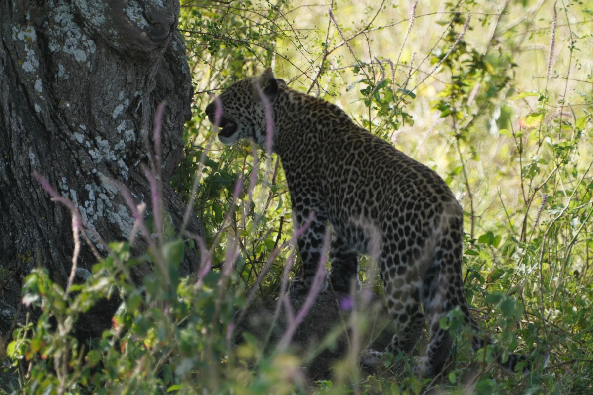 Junger Leopard in der Serengeti