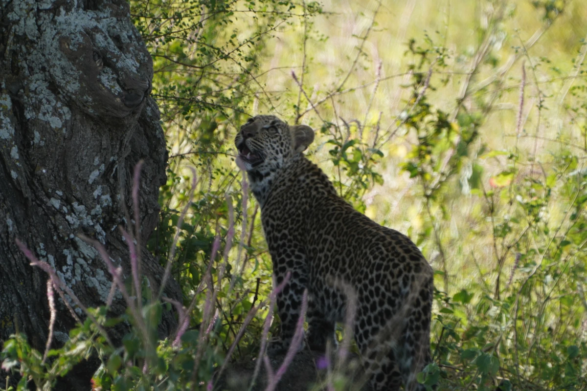 Junger Leopard in der Serengeti