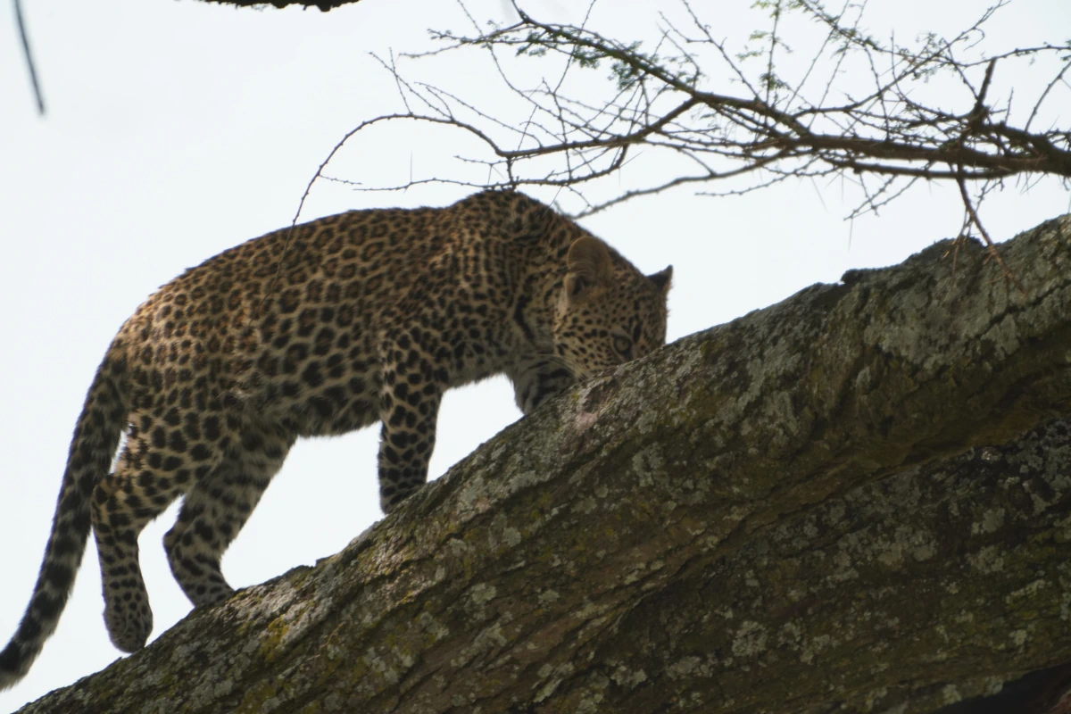 Junger Leopard auf einem Baum in der Serengeti