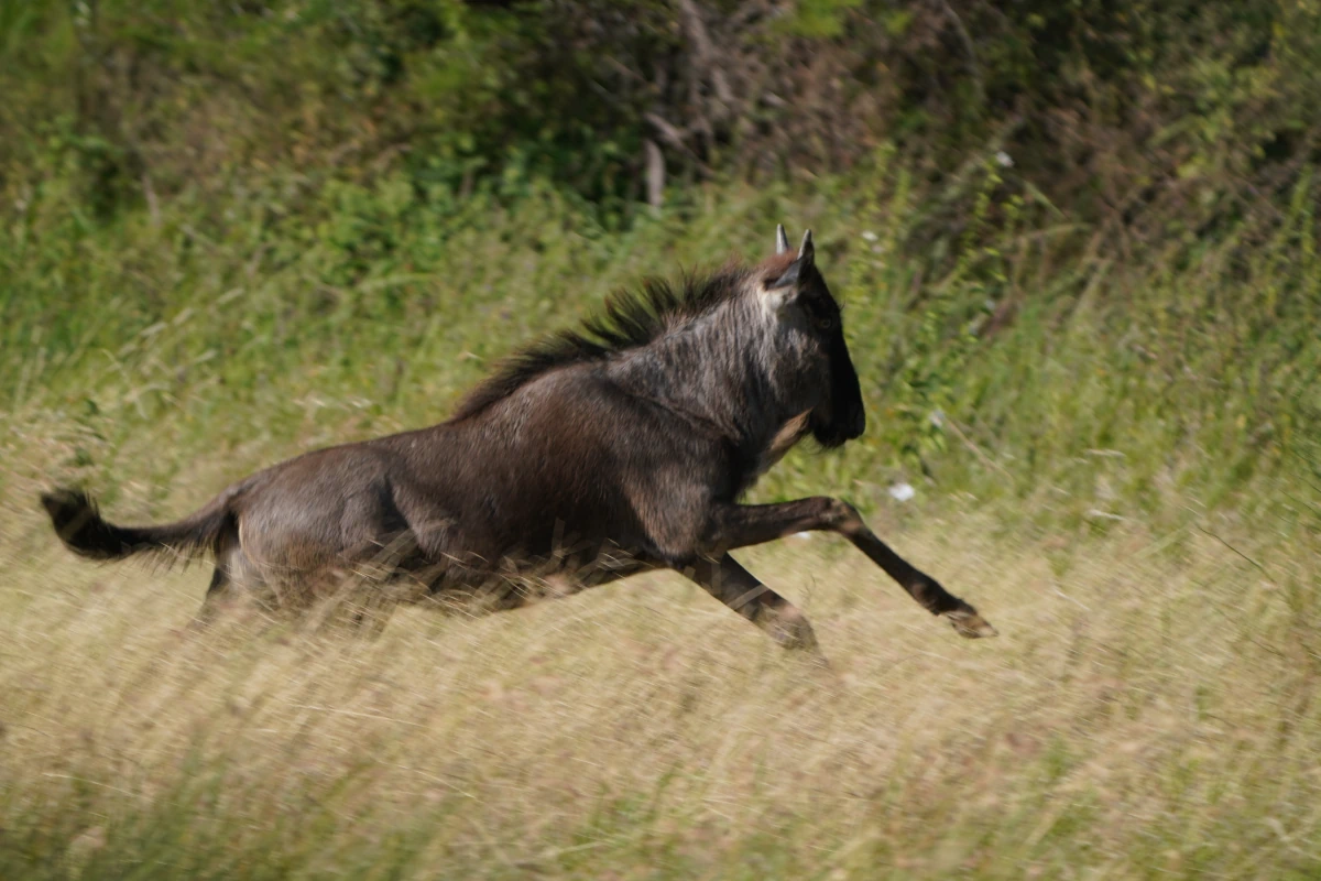 Junges Gnu in der Serengeti