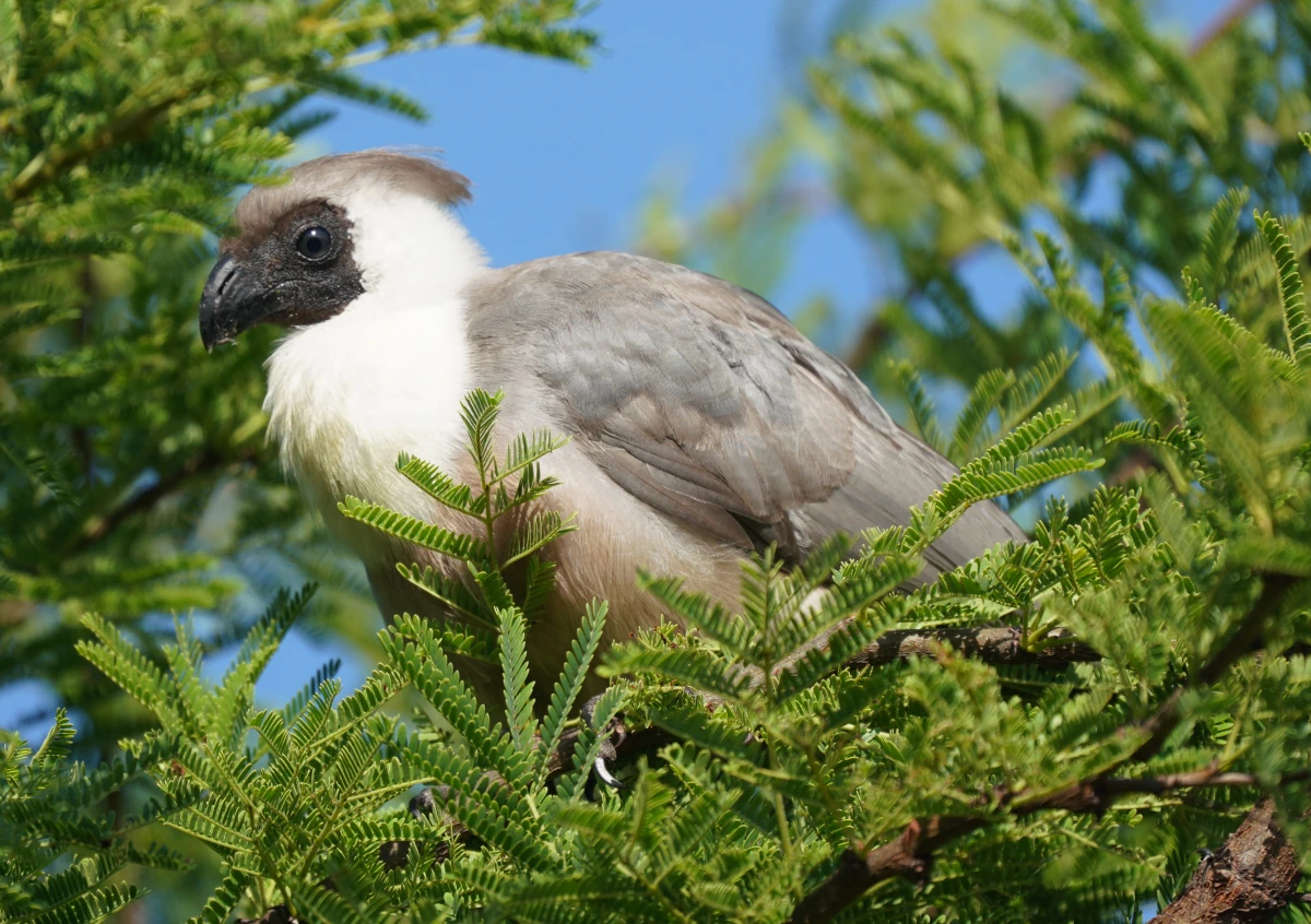 Nacktkehl-Lärmvogel („Go-Away-Bird“) im Kati Kati Camp Zentral-Serengeti