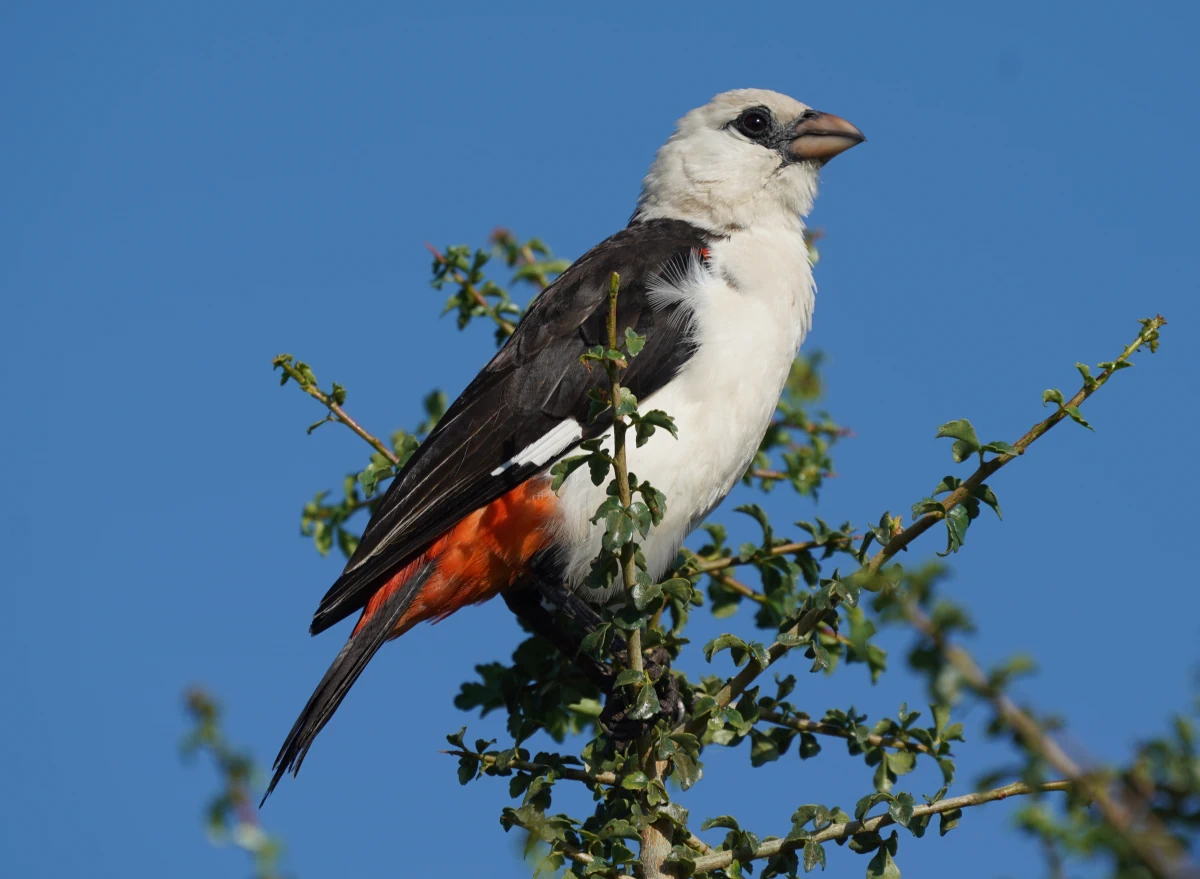 Starweber im Kati Kati Camp Zentral-Serengeti