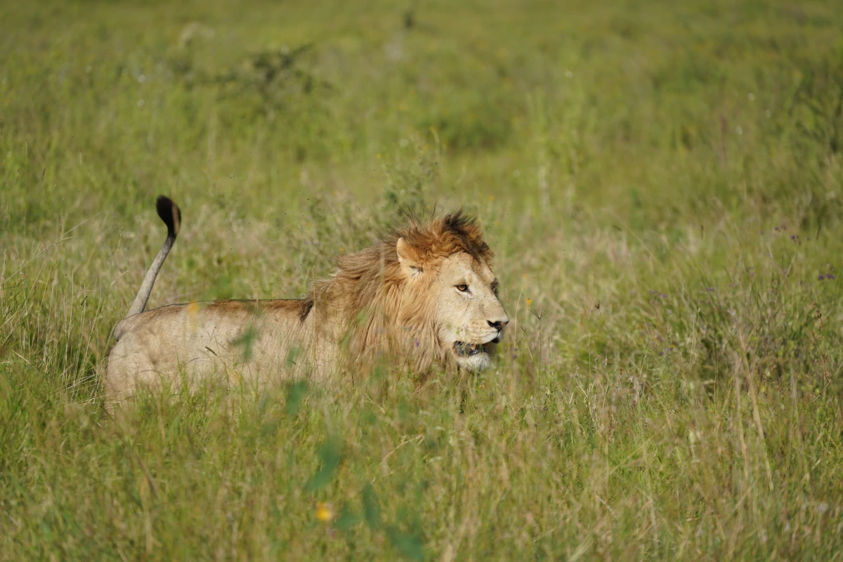 Löwe im Gras in der Serengeti