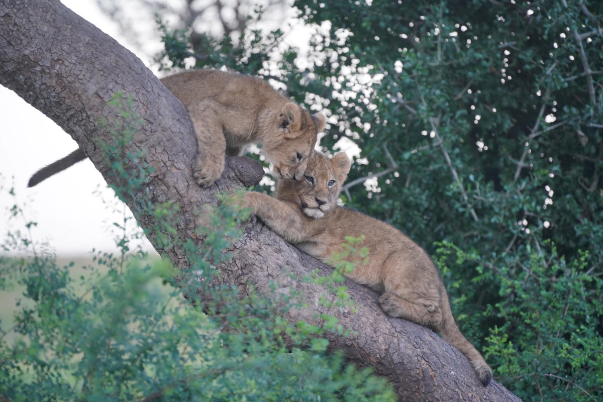 Löwenbabys in der Serengeti