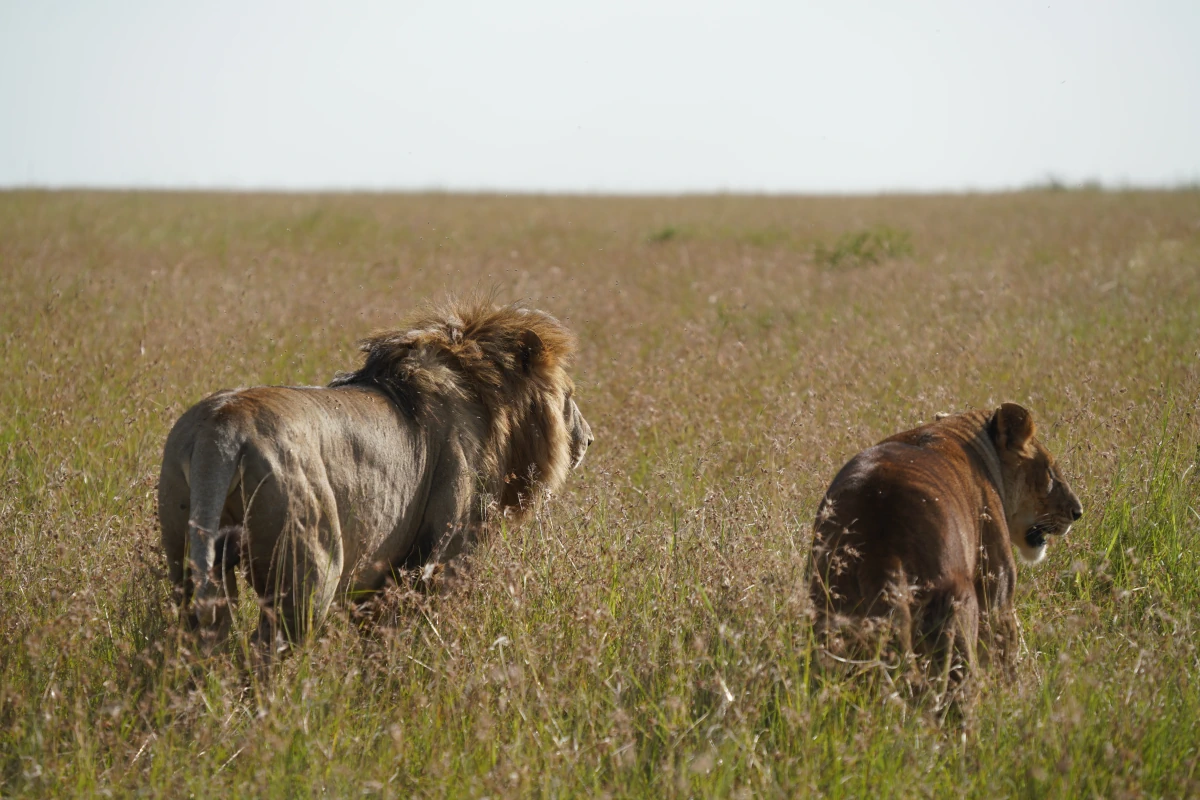 Löwenpärchen in der Serengeti