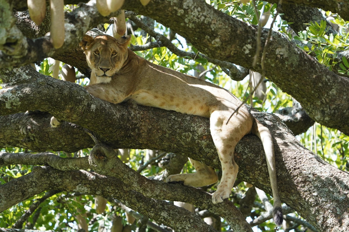 Löwin im Baum in der Serengeti – wir feiern, wie die Beine herunterhängen