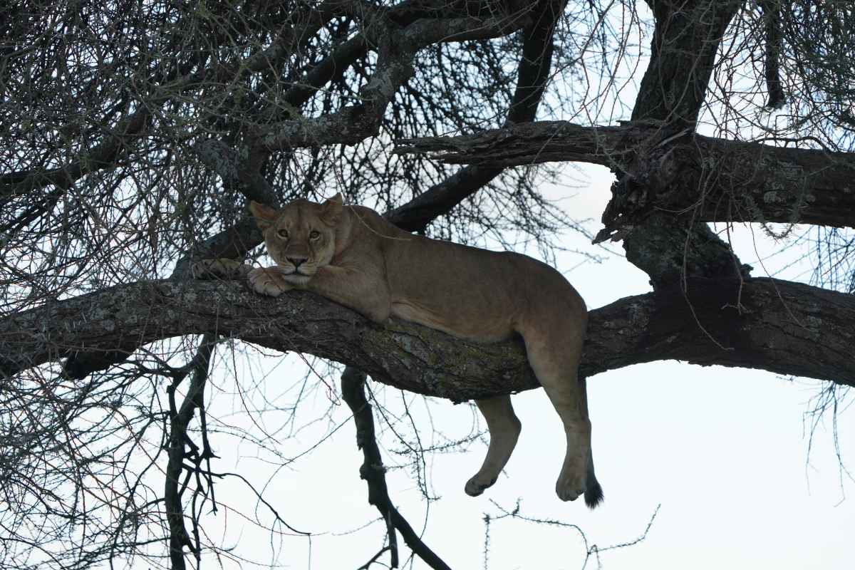 Löwin in einem Baum im Serengeti-Nationalpark