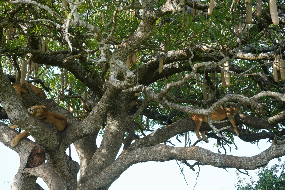 Vier Löwinnen hängen in einem Leberwurstbaum in der Serengeti in der Serengeti