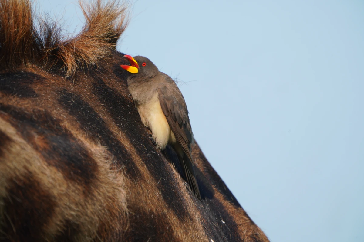 Gelbschnabel-Madenhacker an einer Massai-Giraffe in der Serengeti