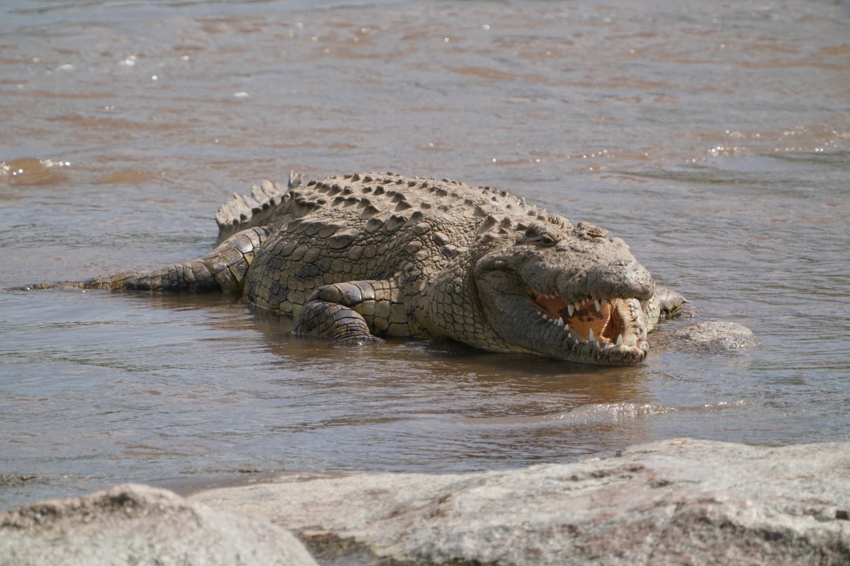 Nilkrokodil im Mara-Fluss in der Serengeti