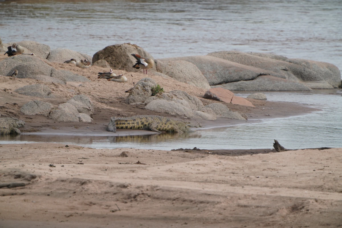 Nilkrokodile und Nilgänse auf einer Insel im Mara-Fluss in der Serengeti