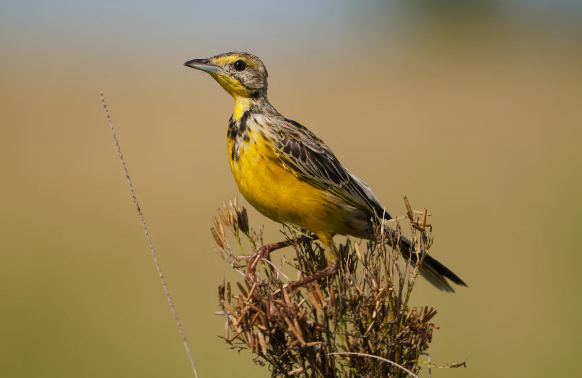 Panganipieper in der Serengeti