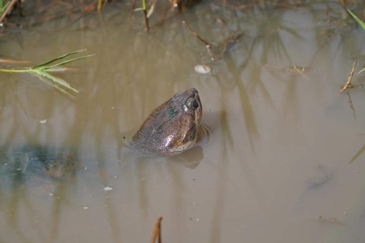 Schildkröte in einer Straßenpfütze in der Serengeti