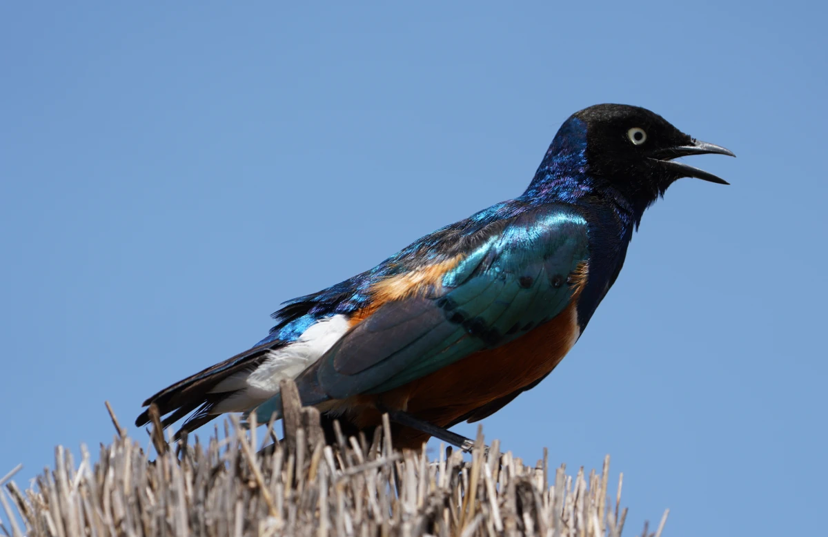 Dreifarben-Glanzstar auf dem Seronera-Rastplatz in der Serengeti