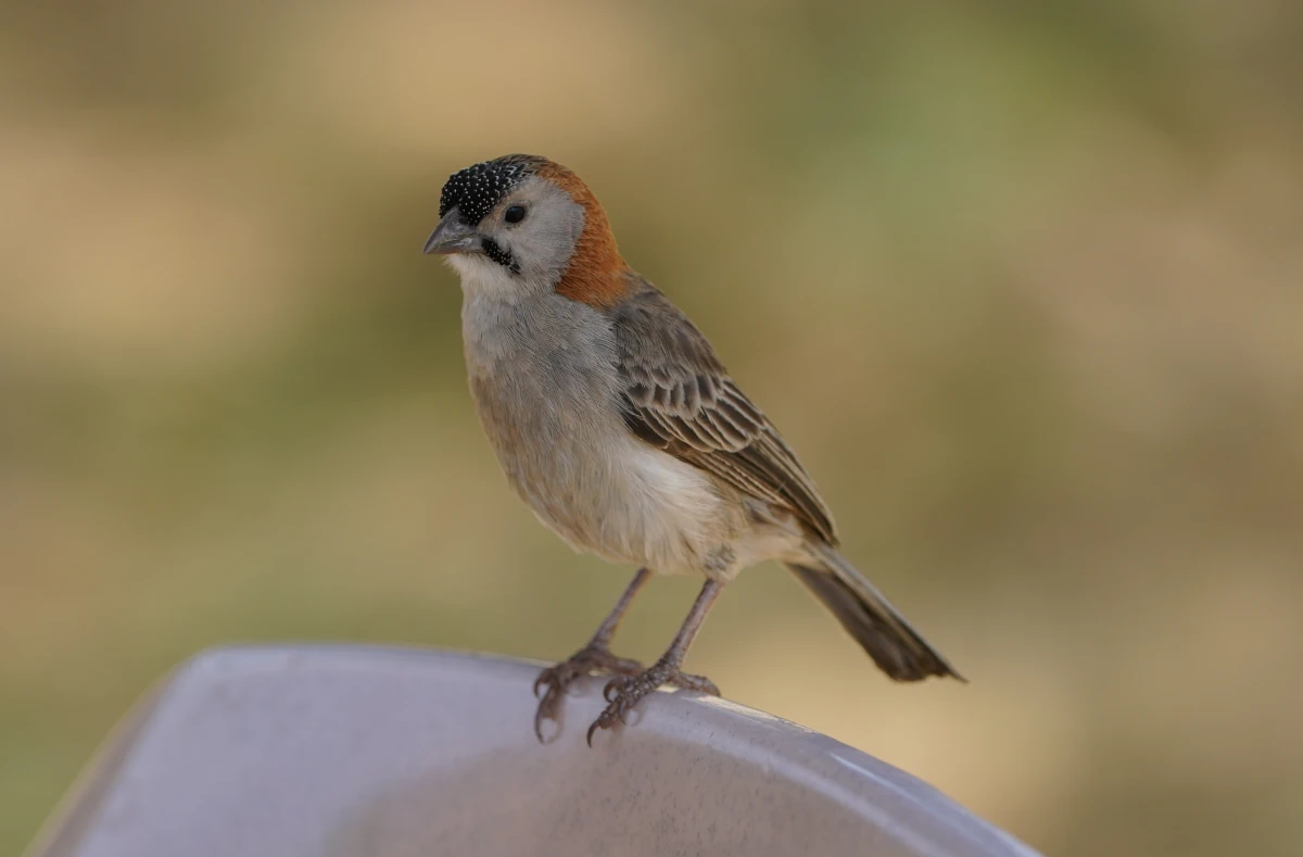 Fleckstirnweber auf dem Seronera-Rastplatz in der Serengeti