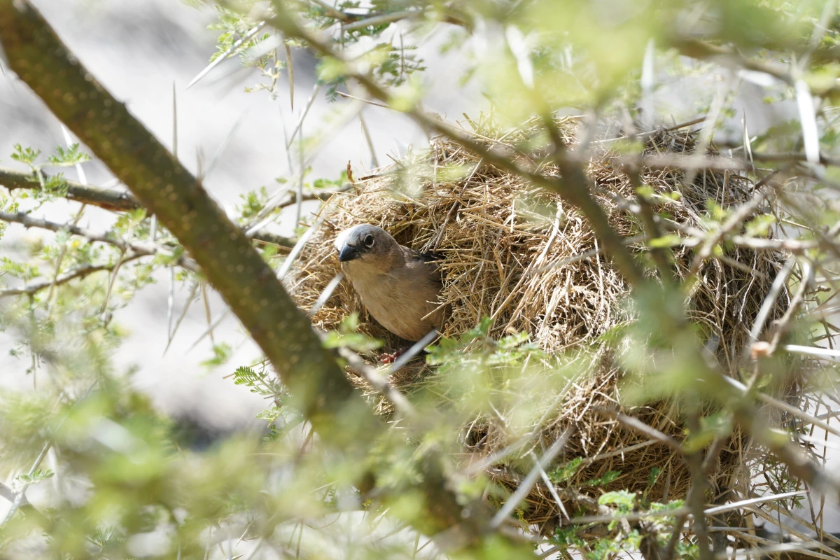 Marmorweber webt ein Nest auf dem Seronera-Rastplatz in der Serengeti
