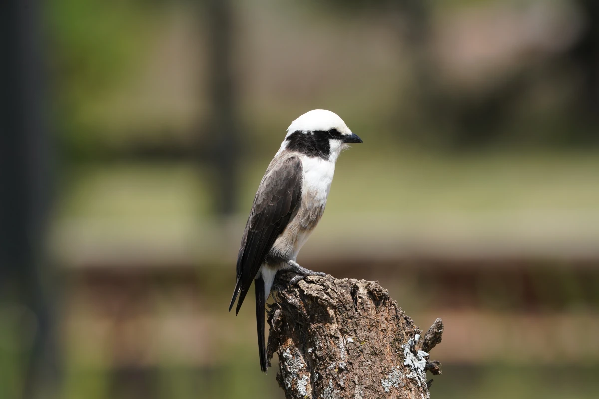 Rüppellwürger auf dem Seronera-Rastplatz in der Serengeti