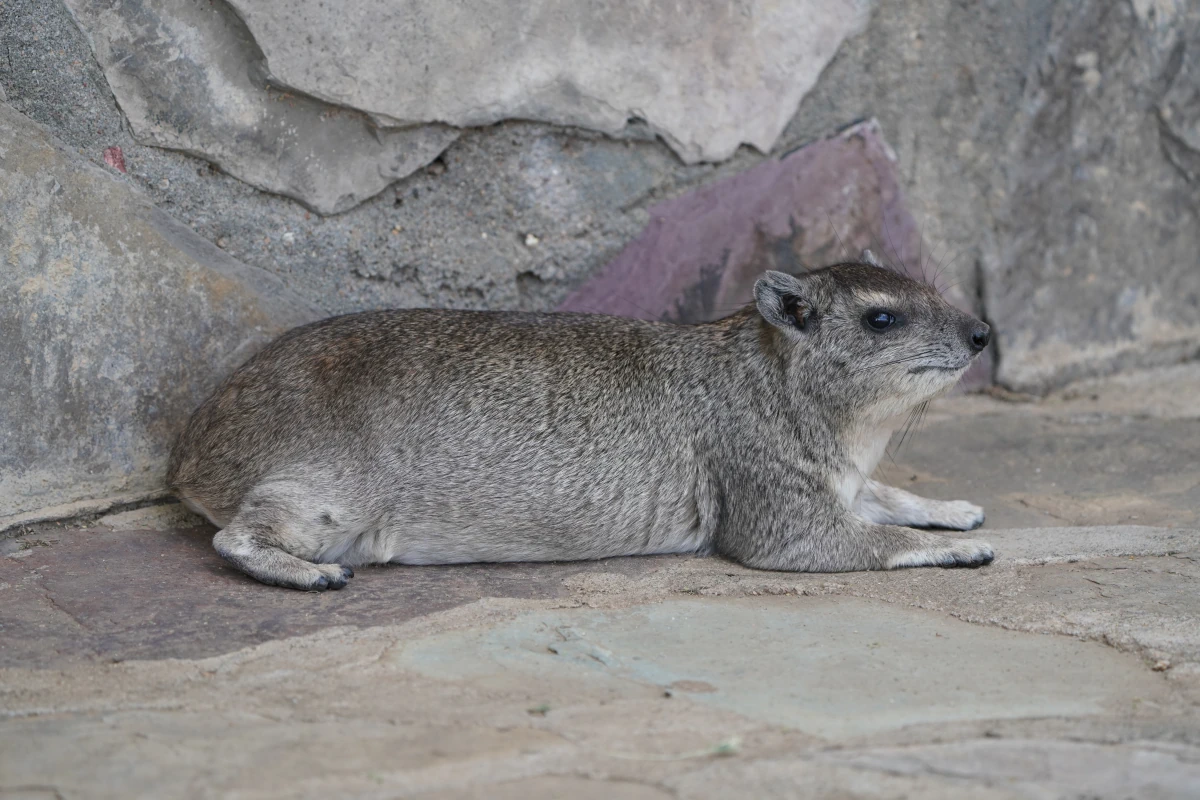 Schliefer auf dem Seronera-Rastplatz in der Serengeti