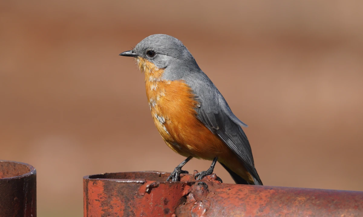 Silberschnäpper am nördlichen Eingangstor zur Serengeti