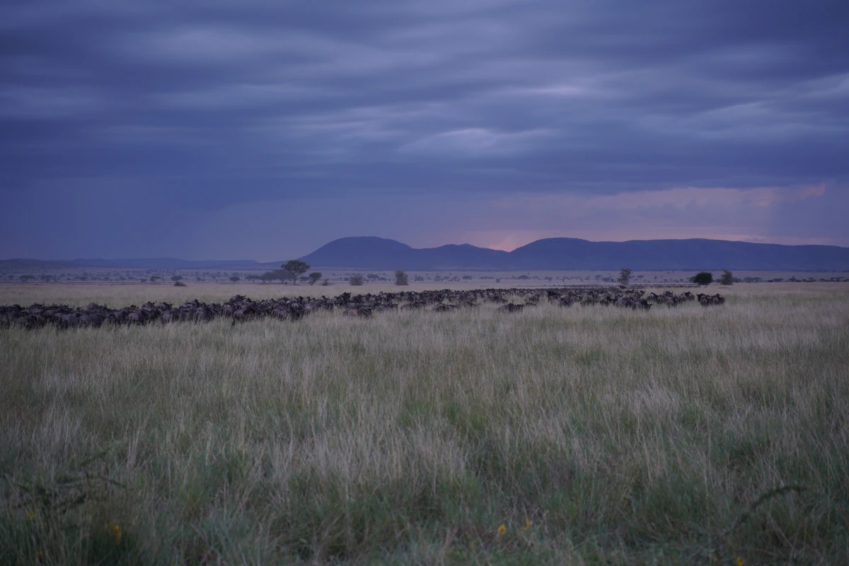 Eine Gnu-Herde nach dem Überqueren einer Straße in der Serengeti