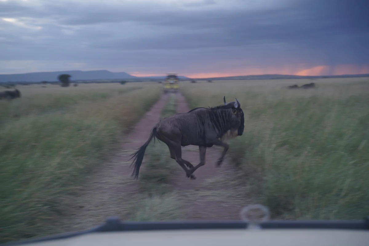 Ein Gnu überquert vor unserem Auto eine Straße in der Serengeti