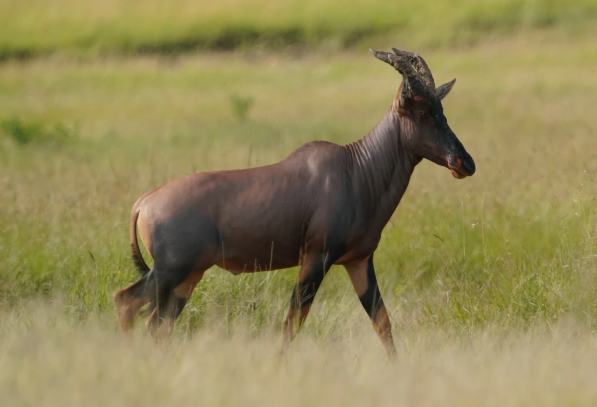 Serengeti-Topi