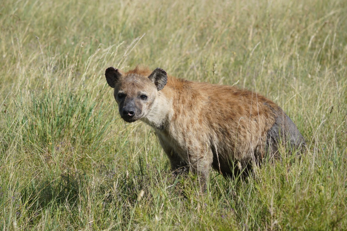 Tüpfelhyäne in der Serengeti