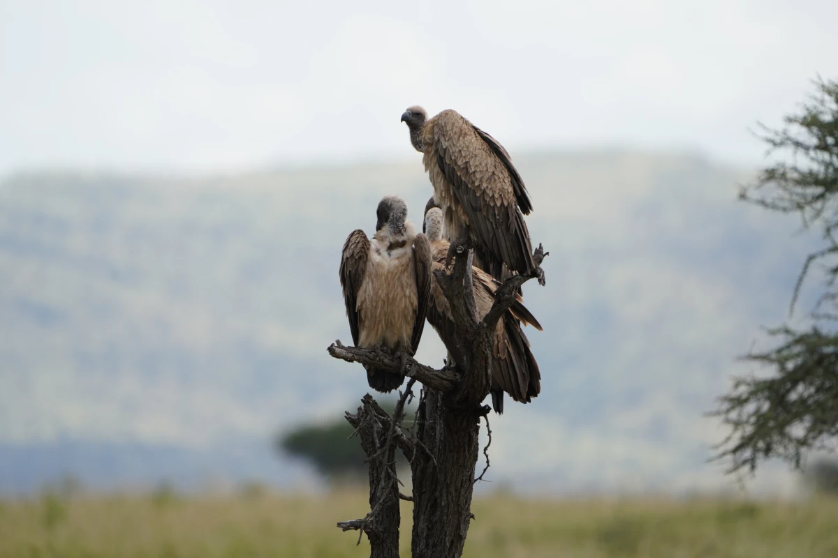 Weißrückengeier auf einem Baum in der Serengeti