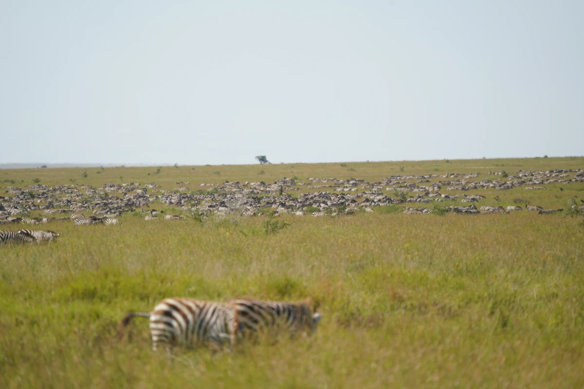 Zebras in der Serengeti so weit das Auge reicht