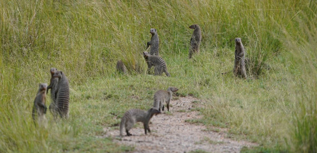 Zebramangusten in der Serengeti