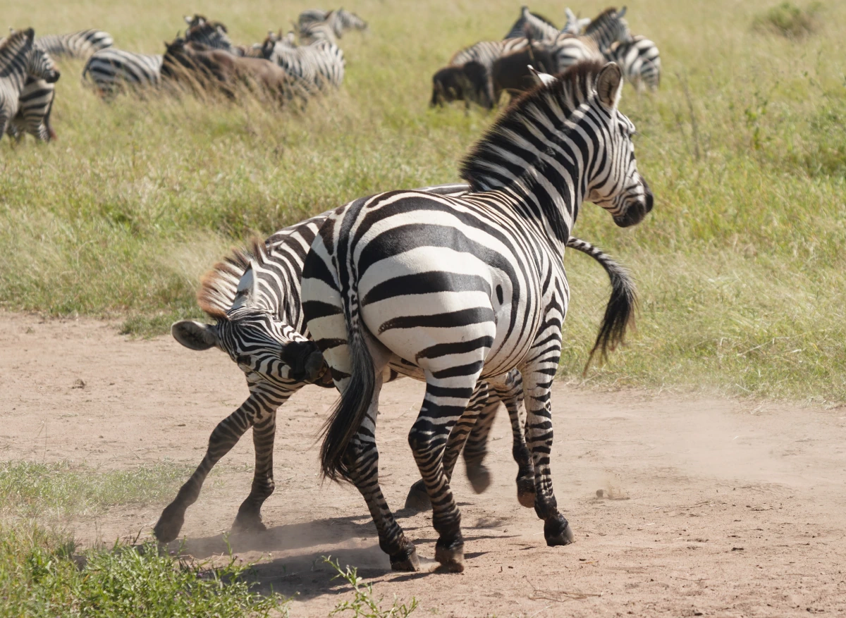 Zebras beim Spielen in der Serengeti
