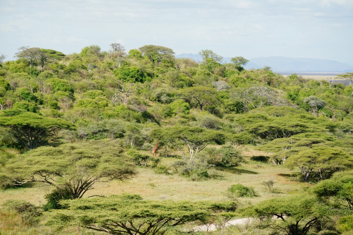 Serengeti (mit Giraffe)