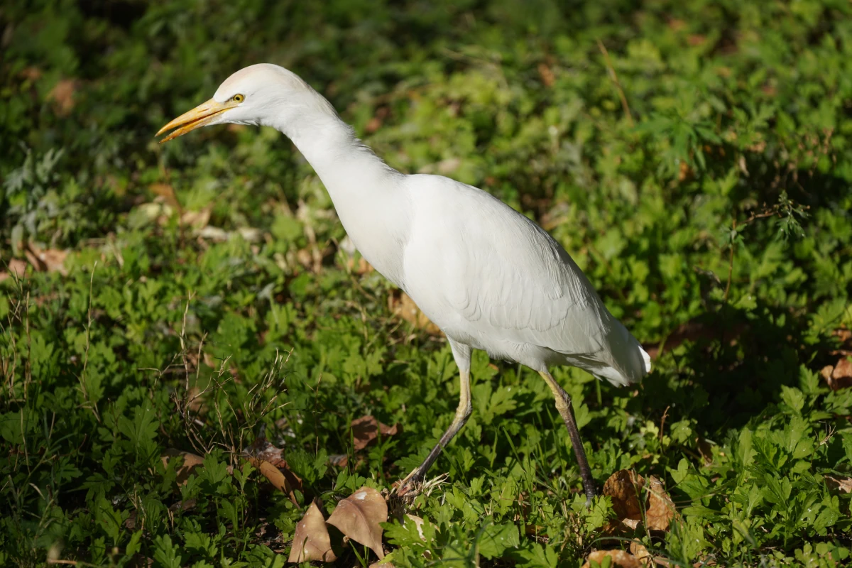Kuhrreiher im Botanischen Garten von Assuan