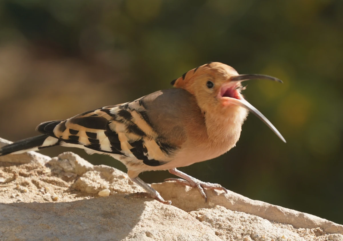 Wiedehopf in Drohhaltung