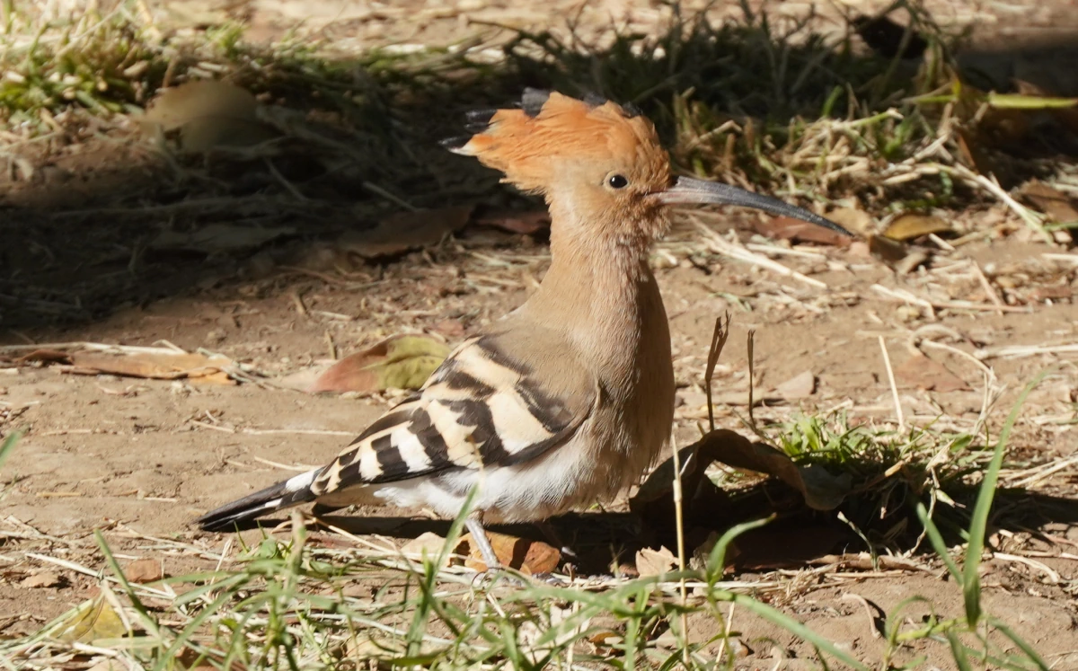 Wiedehopf im Botanischen Garten von Assuan