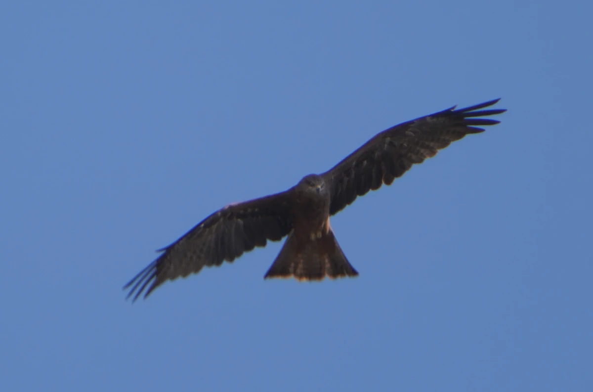 Europäischer Schwarzmilan in Assuan