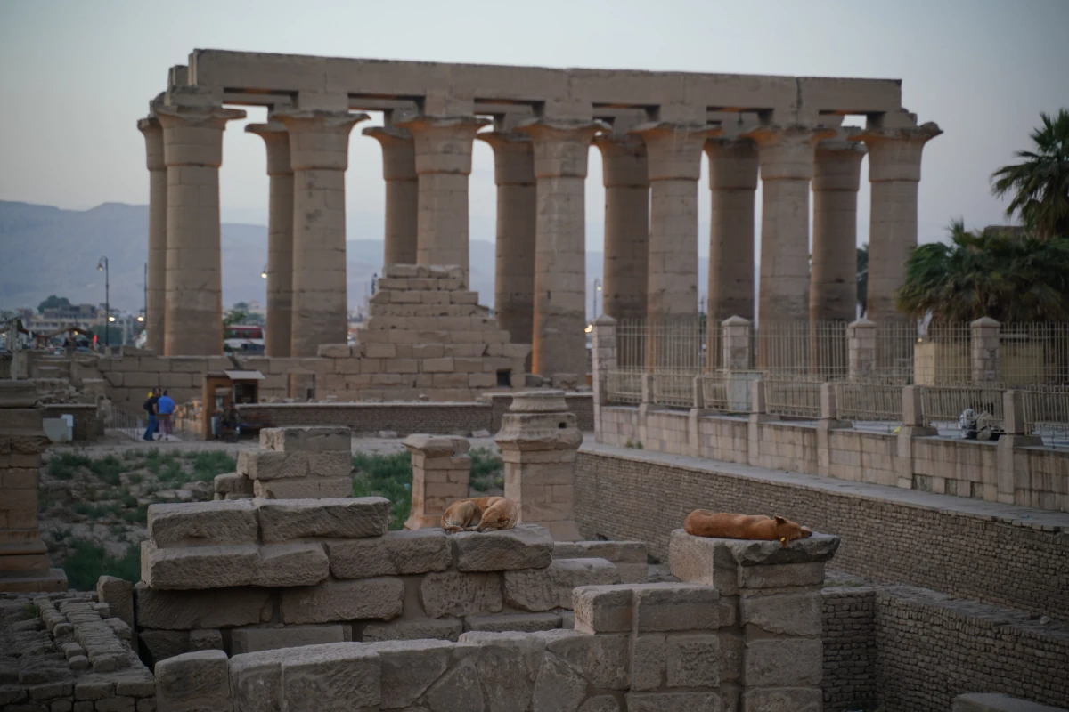 Schlafende Straßenhunde auf Gebäuden des Luxor-Tempels