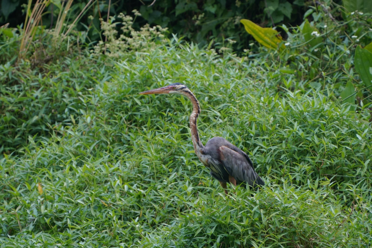 Purpurreiher am Alkaff Lake im Bidadari Park in Singapur