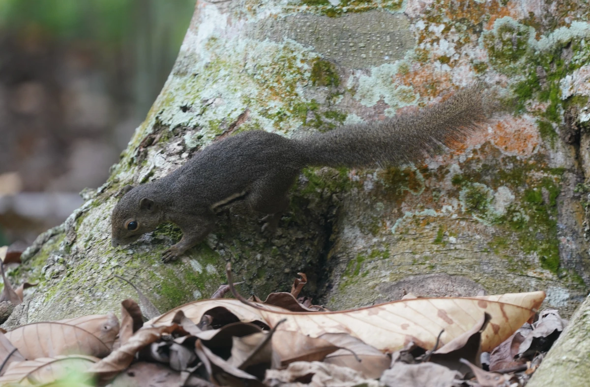 Bananenhörnchen im Botanischen Garten von Singapur