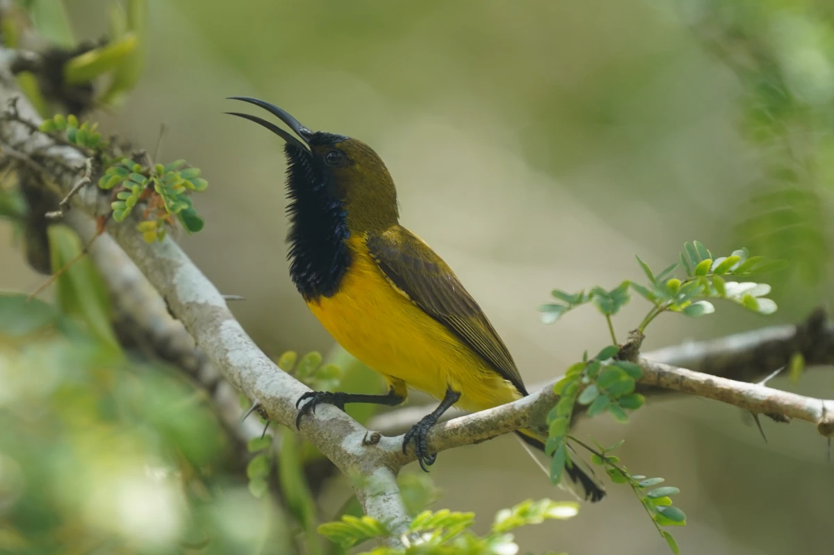Grünrücken-Nektarvogel im Botanischen Garten von Singapur