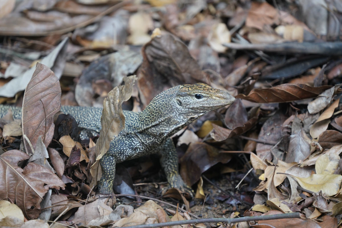 Ein Nebelwaran hat ein Loch im Botanischen Garten von Singapur gegraben