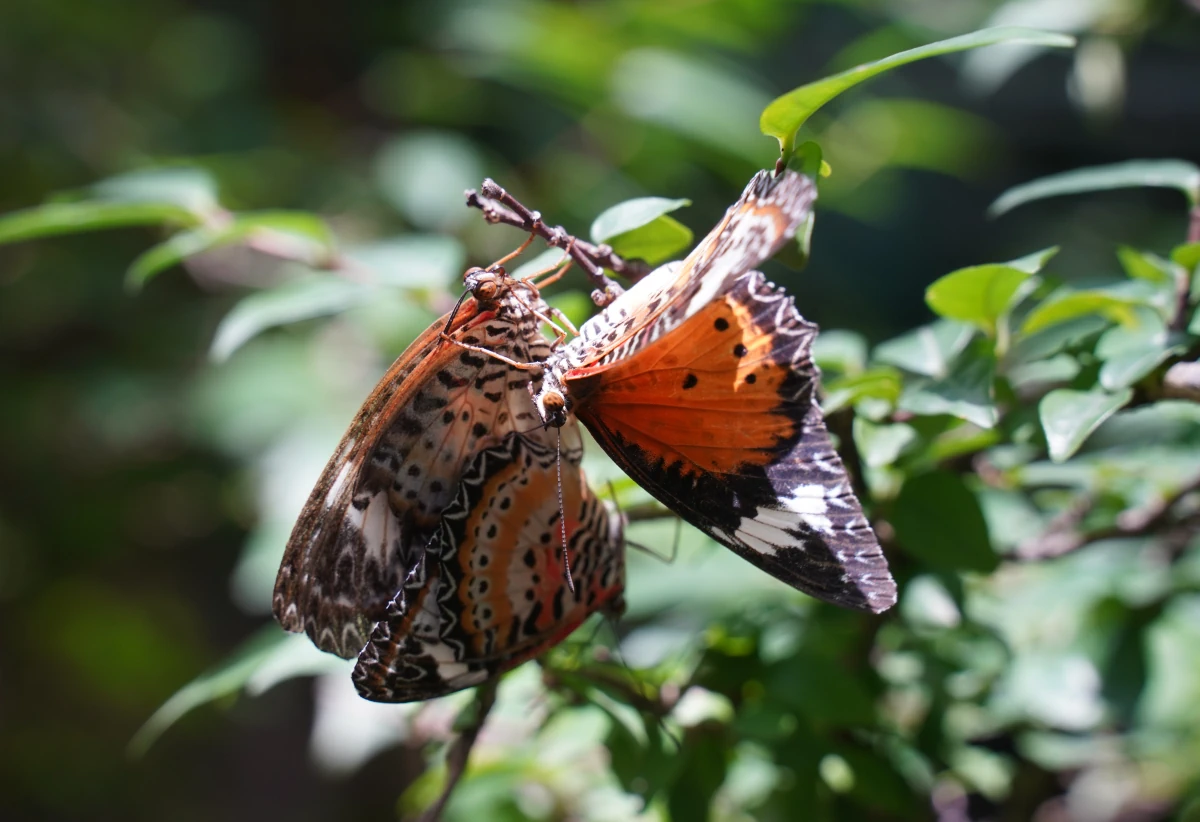 Cethosia-Edelfalter beim flotten Dreier im Schmetterlingsgarten am Flughafen Changi in Sinpapur