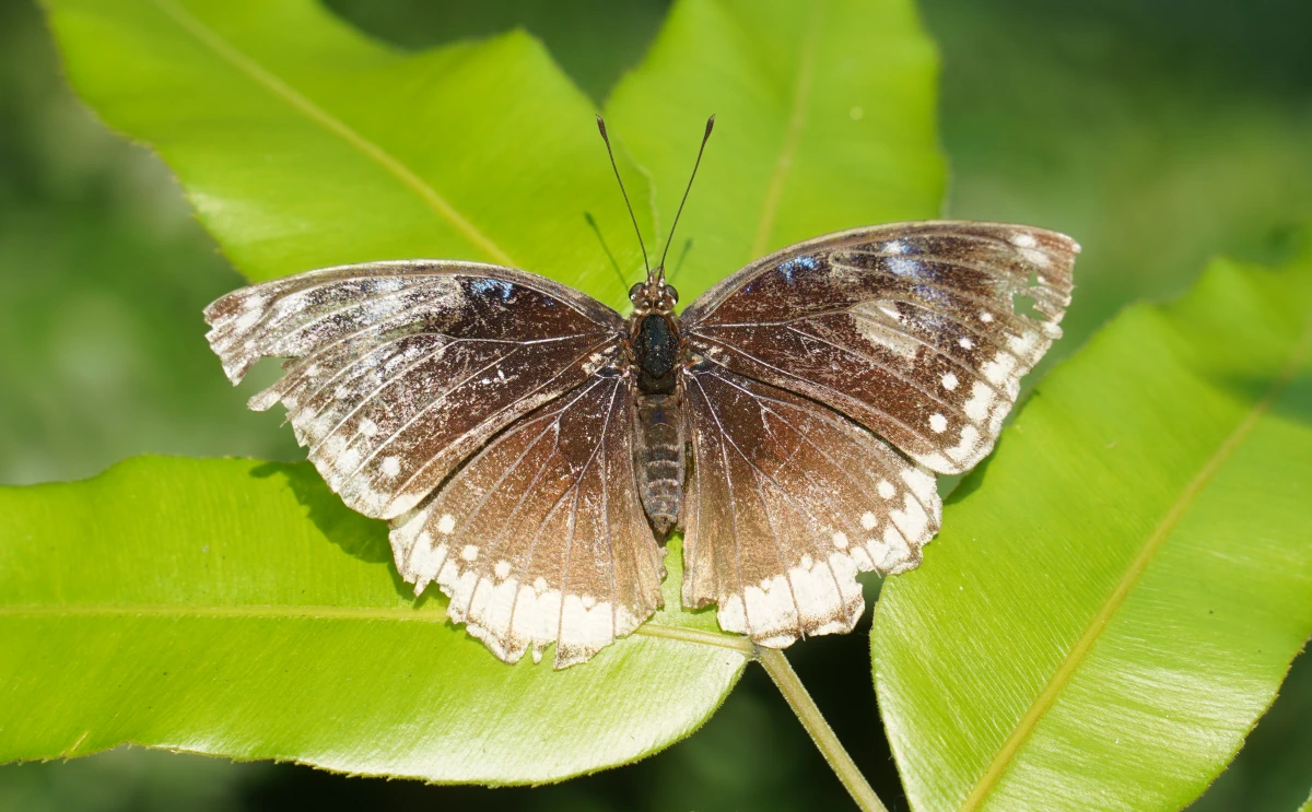 Ein Hypolimnas-Edelfalter im Schmetterlingsgarten am Flughafen Changi in Sinpapur