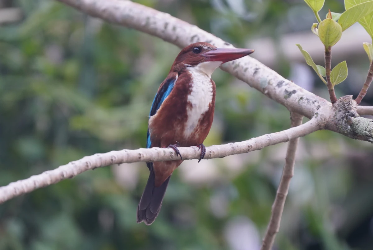 Braunliest in den Gardens by the Bay in Singapur