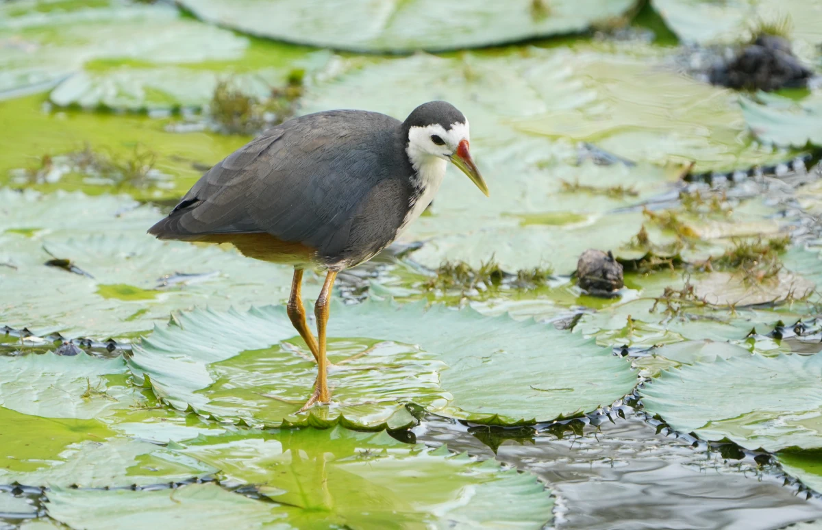 Weißbrust-Kielralle in den Kingfisher-Wetlands in den Gardens by the Bay in Singapur