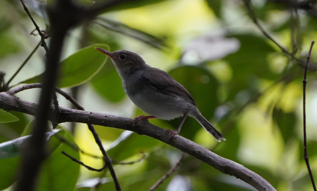 Aschbürzelschneidervogel