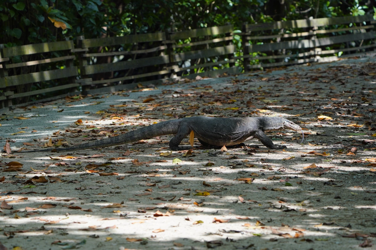 Bindenwaren überquert einen Weg im Sungei Buloh Wetlands Reserver