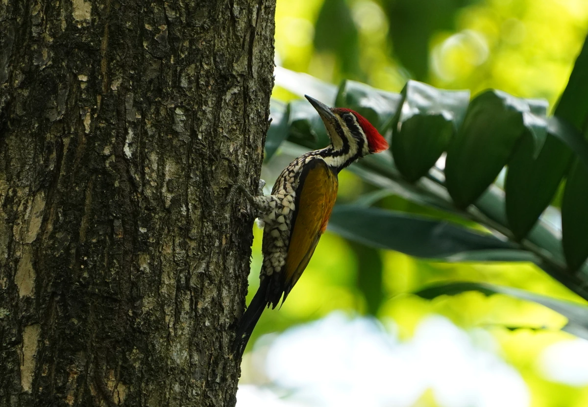 Goldmantel-Sultanspecht (engl. Greater Flameback)
